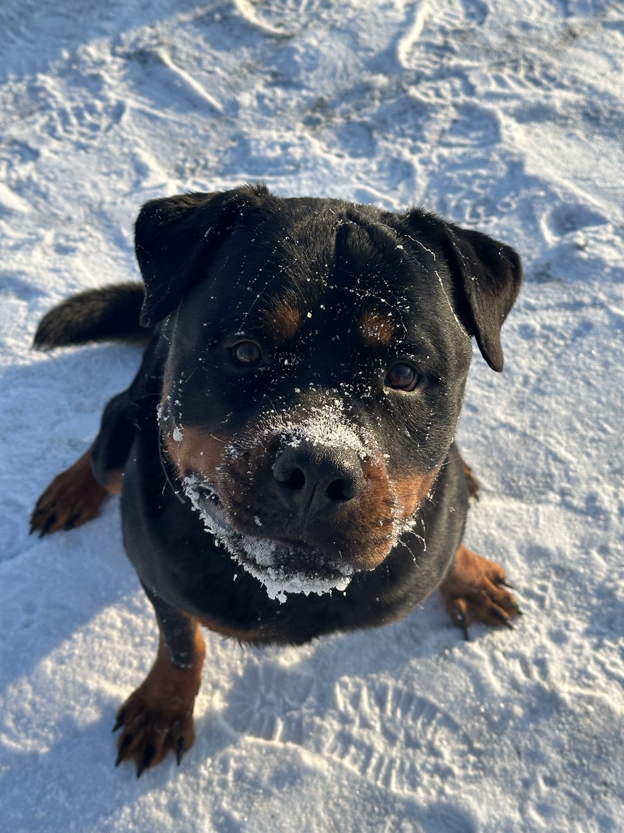 Фордік просить допомогти поширити збір на їжу для собачок з притулку.

киньте по скільки кому не жалко гривень. зробіть, будь ласка, поширення.

банка:

send.monobank.ua/jar/uYMD48W6p

PayPal:

vsheredega@gmail.com