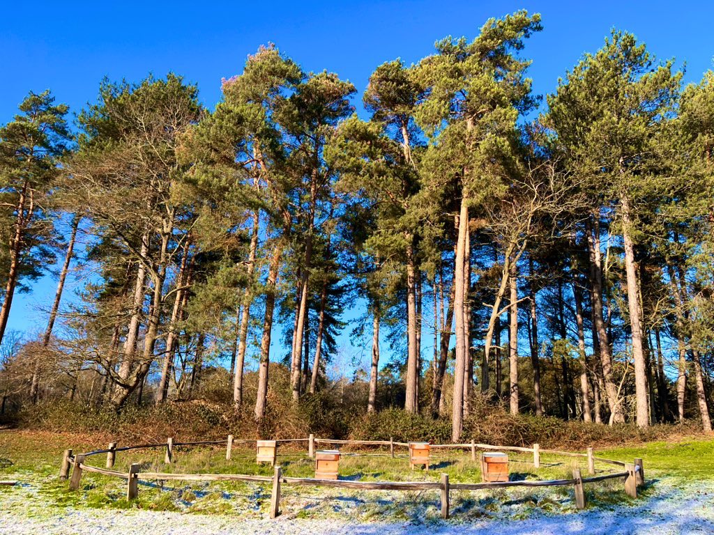 Apis bee consultancy tweet media