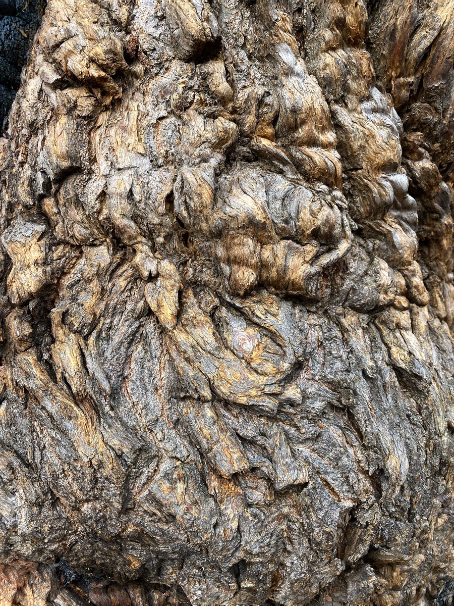 Ipaintatnight's tweet image. #AlphabetChallenge #WeekCforCloseUp  unusual #texture &amp;amp; patterns of tree trunk