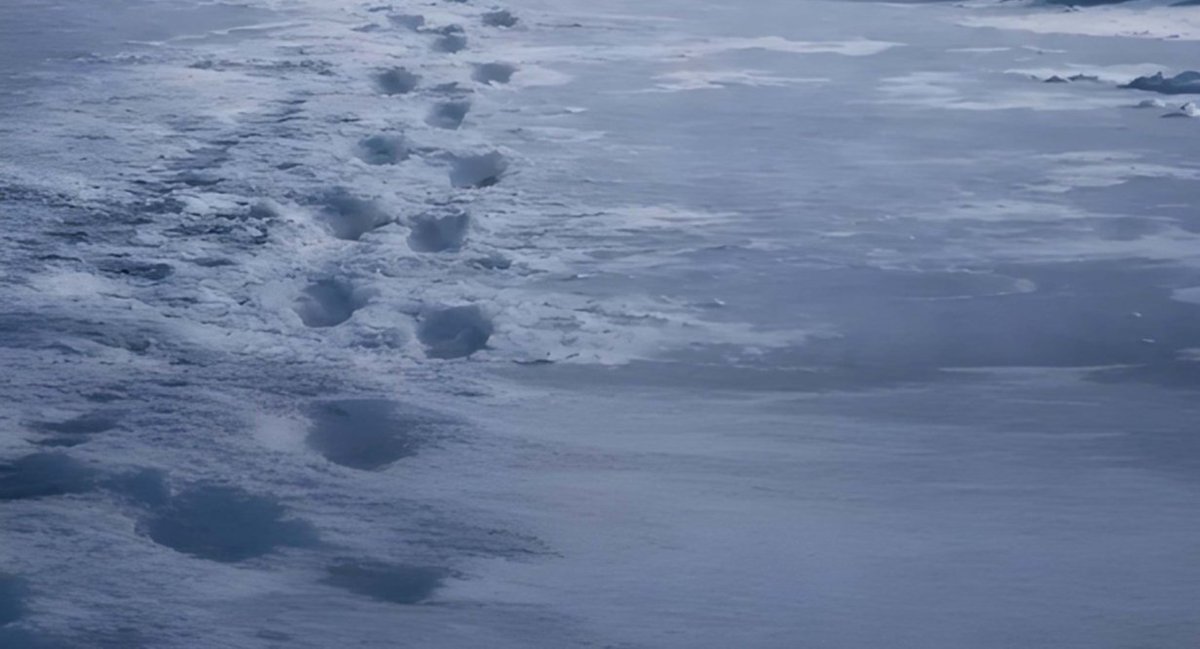 Scarlet Speedster tweet media