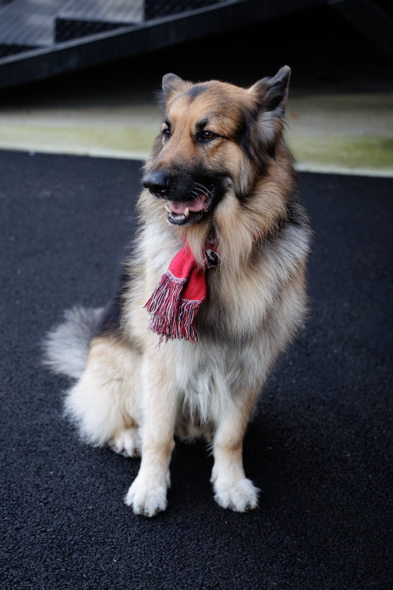 Good looking <a href="/RamsgateFC/">Ramsgate Football Club</a> doggo enjoying the game at <a href="/pbtfc/">Potters Bar Town FC</a> 

<a href="/nonleaguedogs/">nonleaguedogs</a>