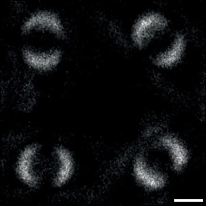 All day Astronomy tweet media