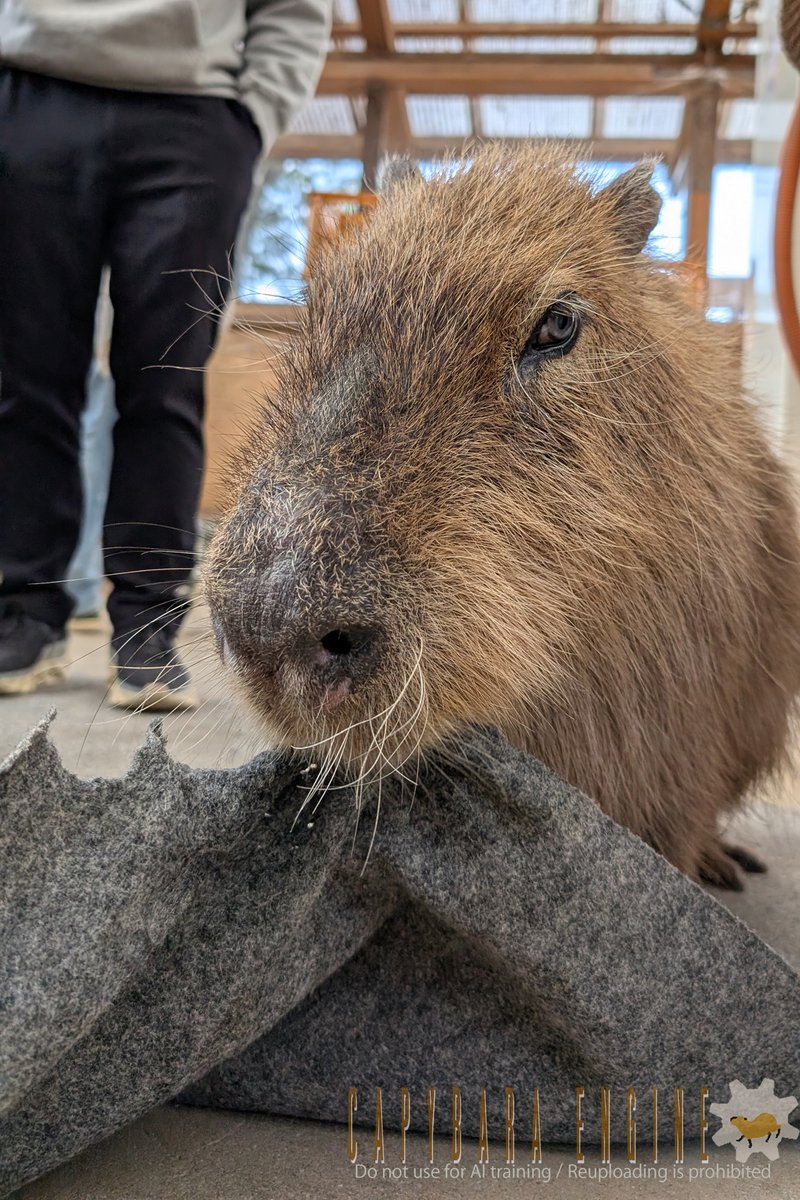 けろけろ (@capyanimal) / Posts / X