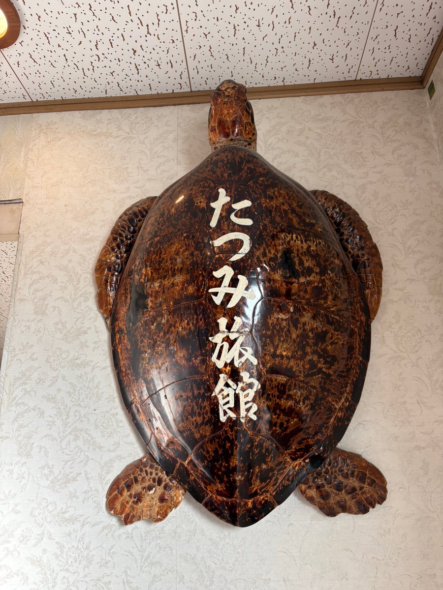カメーーーーー🐢