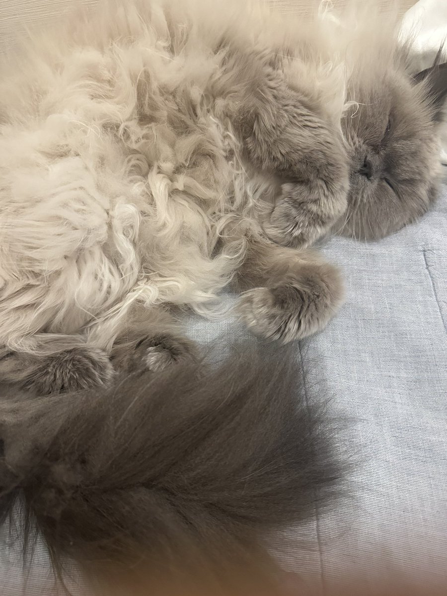 しょこたページです♡ 🍉中川翔子🍉🐈‍⬛ (@shoko55mmts) / Posts / X