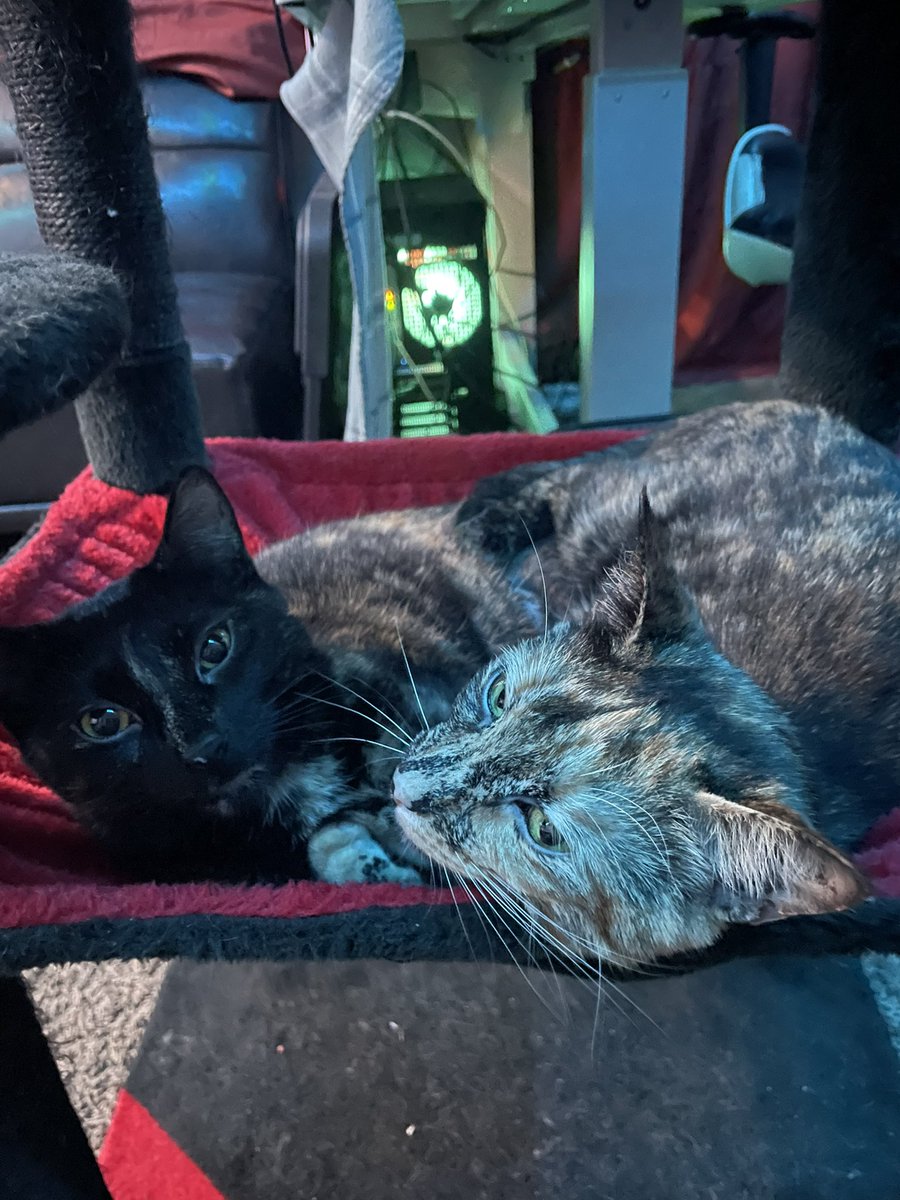 beeb33bee's tweet photo. @LeeandLie My sassy kitties ❤️ https://t.co/FSnEF28UTZ