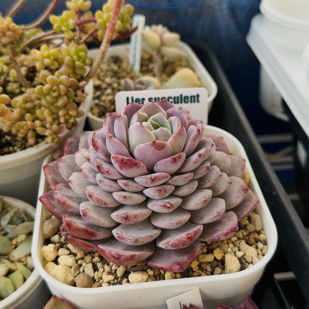 獅子座のtaka♌︎ (@theLionLeo0724) / Posts and Replies / X