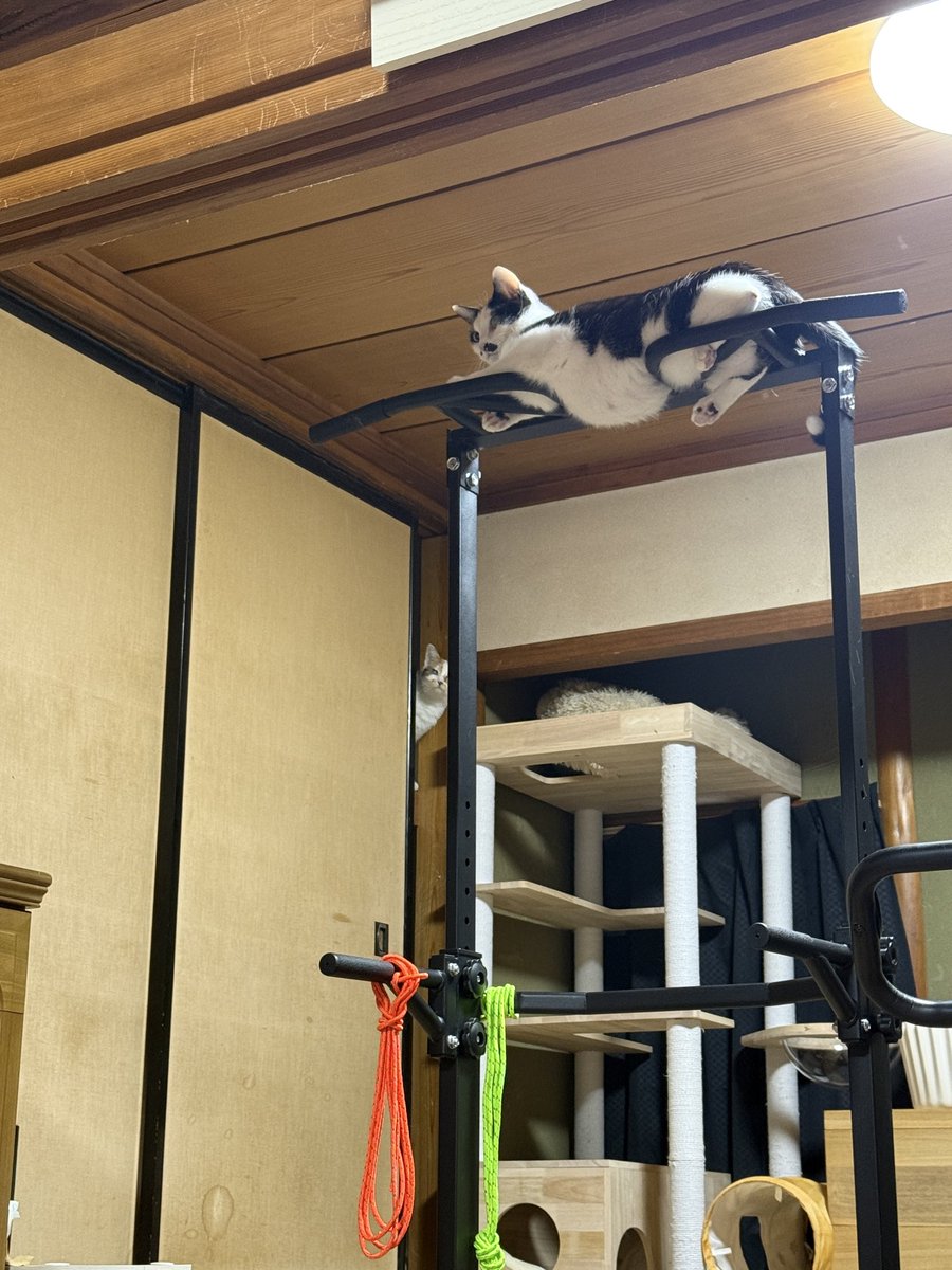 今日も鍛えてる