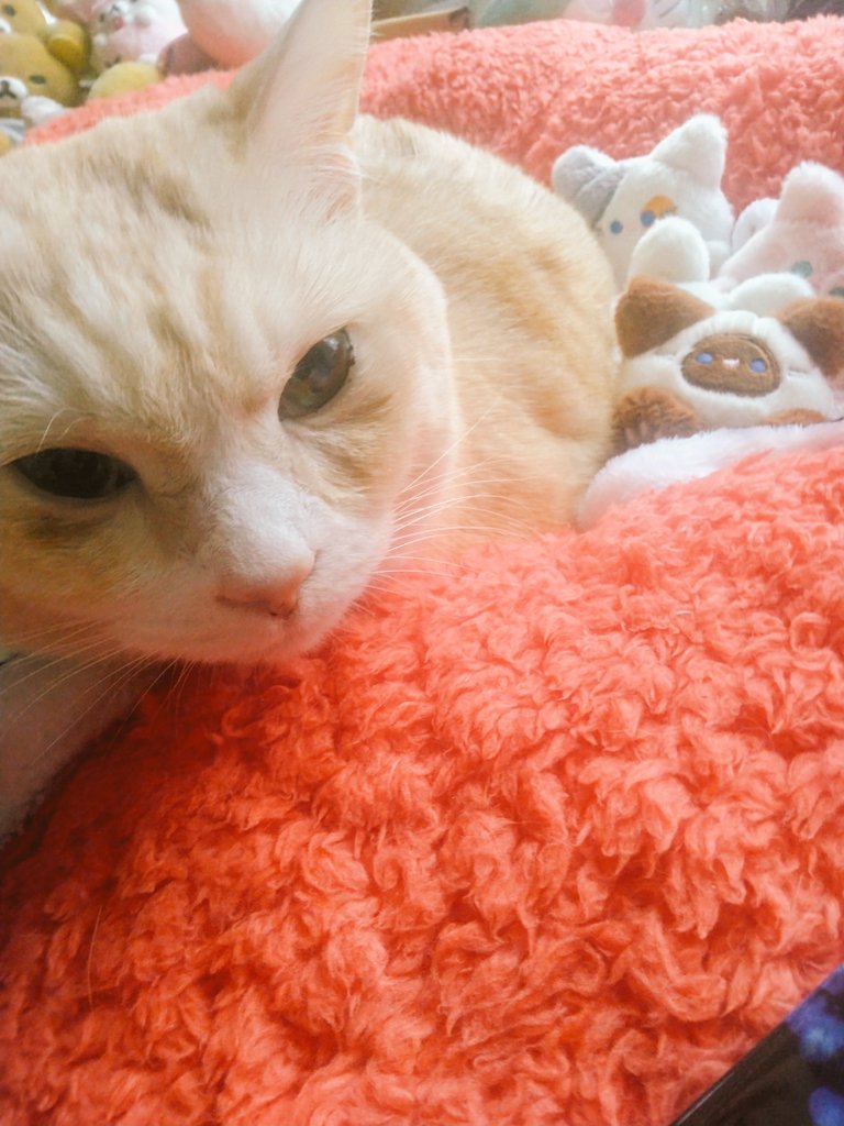 ria07303's tweet image. おはよふございます🥹ᩚ𓈒𓂂 𓈒𓍼
今週もよろしくお願いします🐈🐾ဗီူᵞᵉᵃᑋᵎ