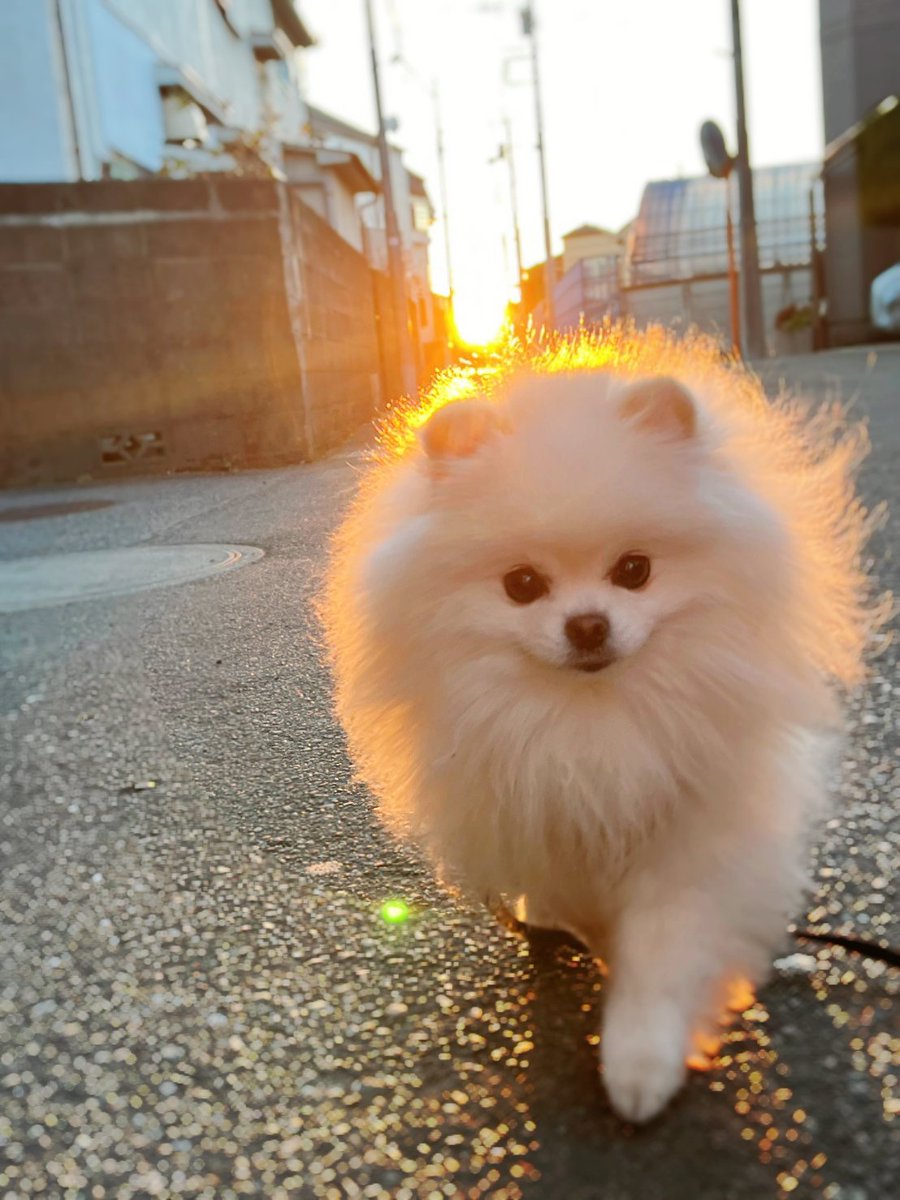 おこめ屋 (@chimaki0328) / Posts / X