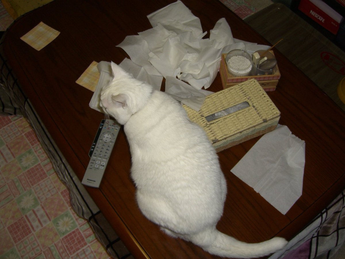ティッシュ掘ったの誰？ #すえぞぅさん（当時7歳8ヶ月） #白猫 #19年前