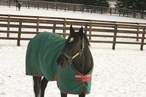 vulpix ☆ロコン tweet media