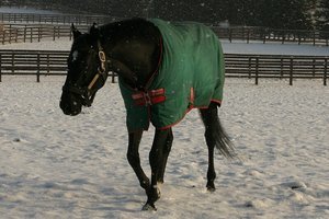 vulpix ☆ロコン tweet media