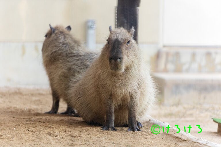 けろけろ (@capyanimal) / Posts / X