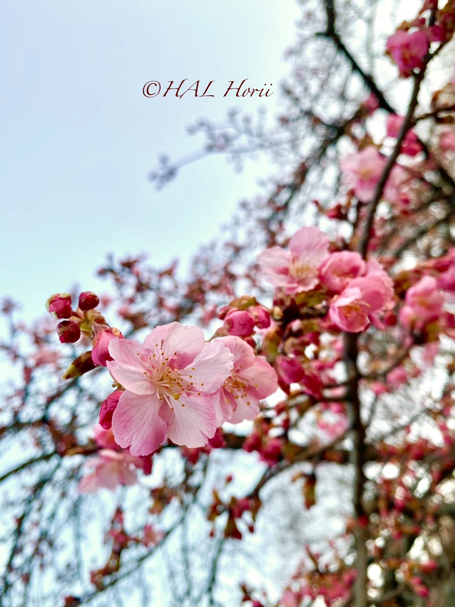 HALHoriiart's tweet image. 河津桜🌸
#flower #nature
#NaturePhotography