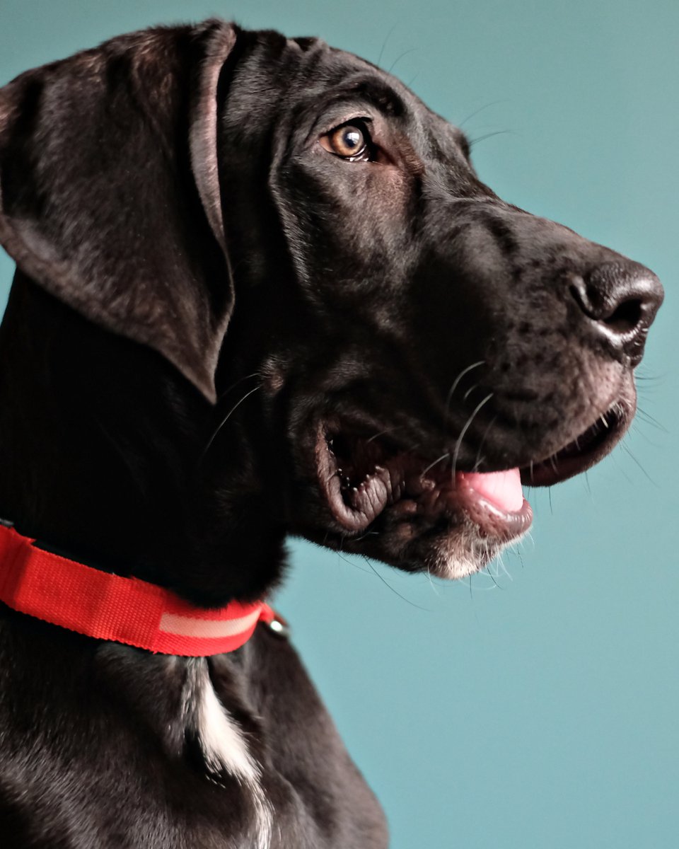 thesopawsome's tweet photo. My Great Dane's favorite game? 'Who can make the funniest face?' 🤪 #FunnyDaneFaces #GreatDaneFun #DaneLife #DogHumor #DaneGram https://t.co/pdNHc2F7Uj