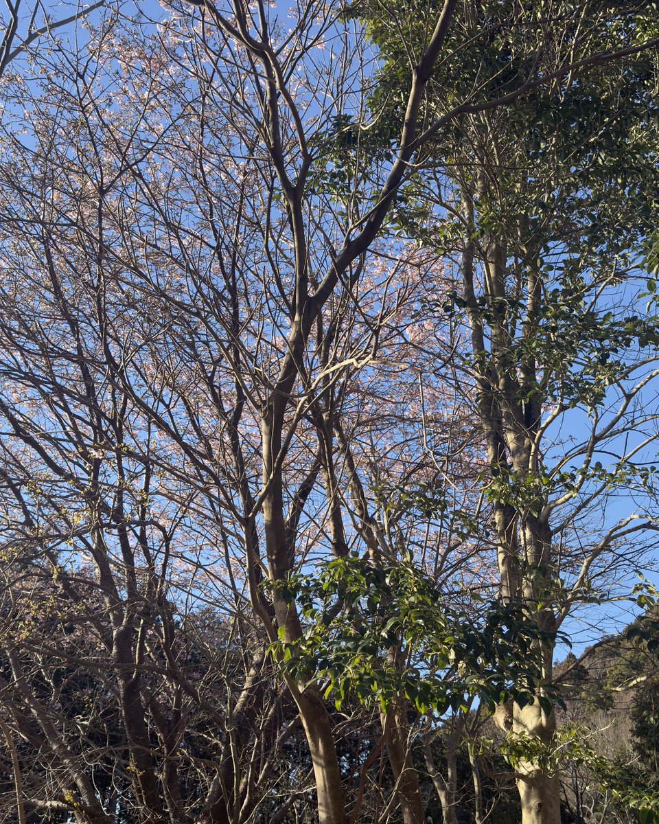 河津桜の季節です