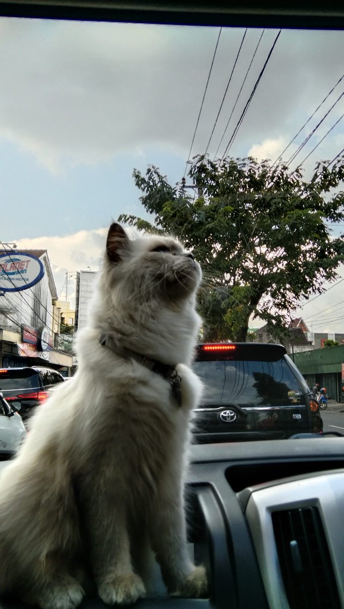 Semaleman mimpiin Lele dateng kerumah padahal dia sudah ga ada 2 tahun
Bangun, keinget, nangisss 😭😭😭

Mana barang terakhir dia diilangin si stego 😭