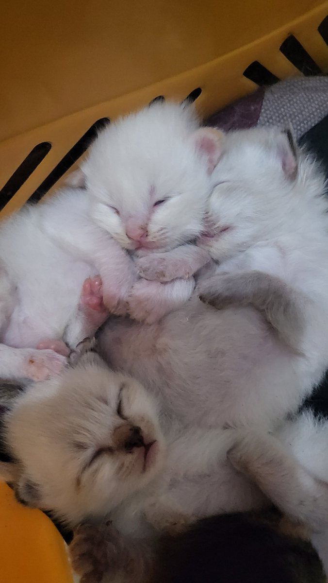 Apakah Lele bereinkarnasi?