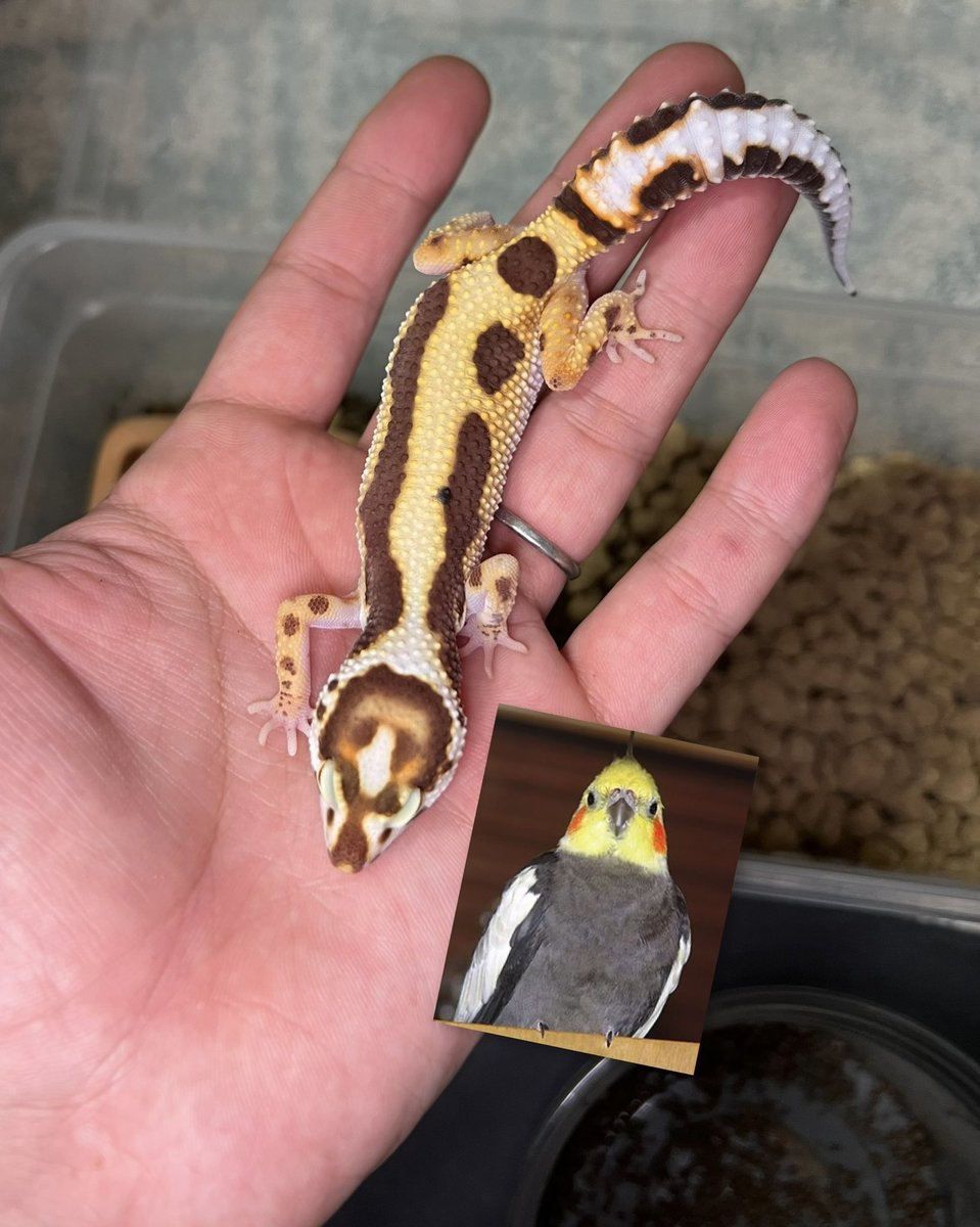 peropard's tweet image. 新しくEazy Love Geckoさんからお迎えした豹紋堂さんCBのトレンパーボールドストライプのおそらく女の子☺️

頭にオカメインコが居るのでメイちゃんに命名