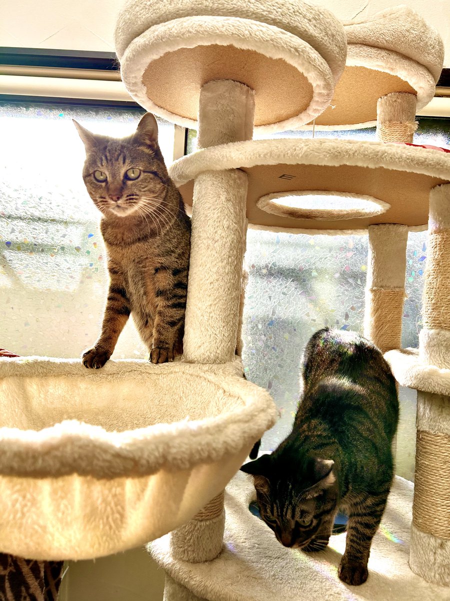 きじとら様 今日は明るくて眩しいにゃんよ☀️ #猫 #猫好きさんと繋がりたい