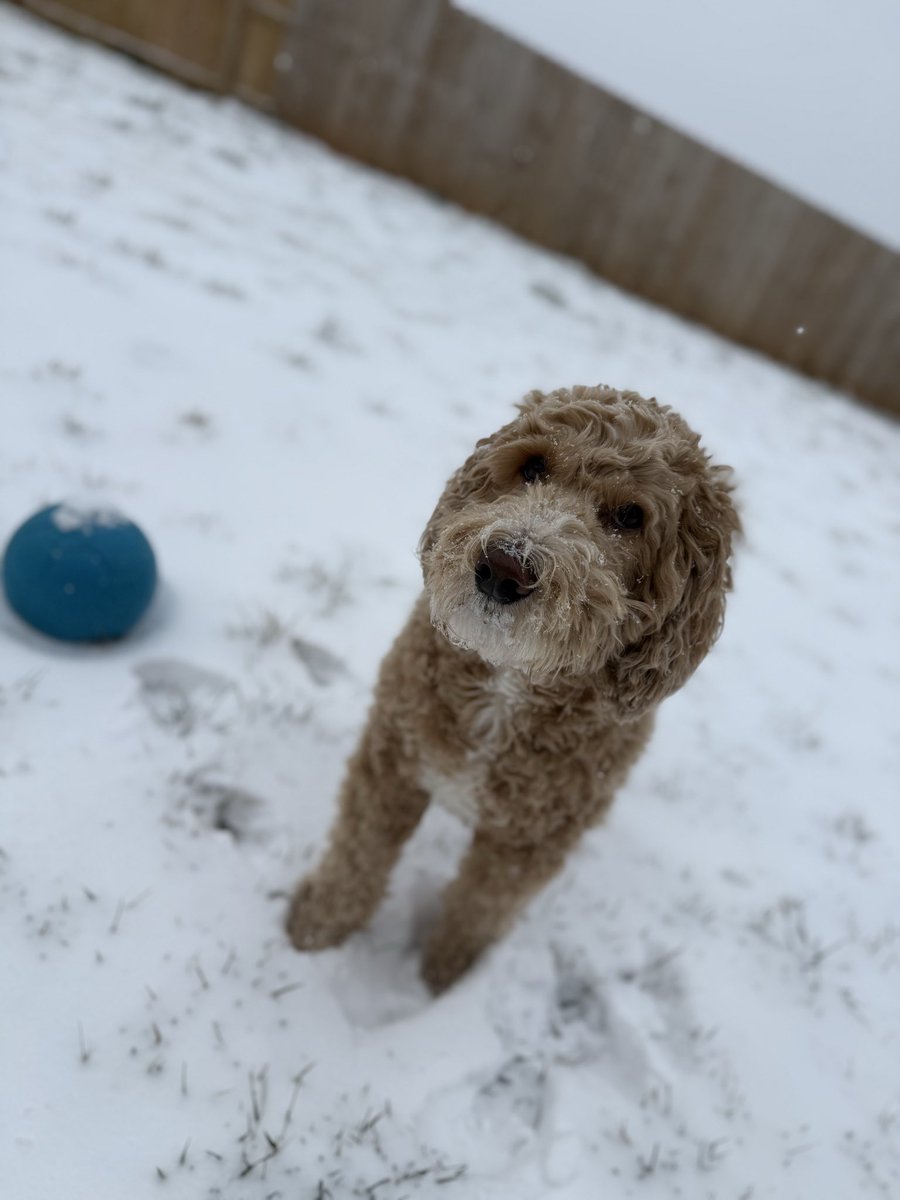_lkidd's tweet photo. Snow day for The Doods! Hope everyone is staying safe and warm ❄️🥶 https://t.co/1r6z1z0y7X