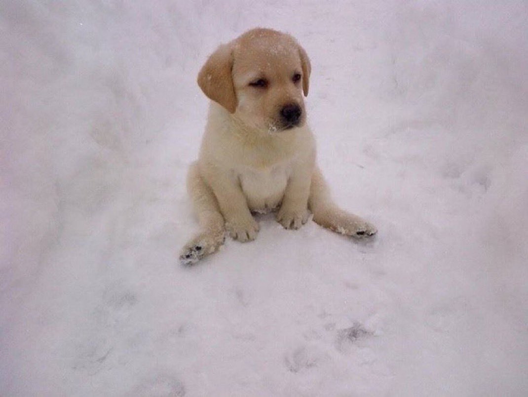 Trials twitch.tv/vurya