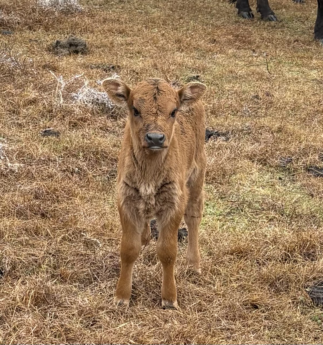 This little guy just wanted me to know last night’s weather wasn’t a problem at all for him…🤠