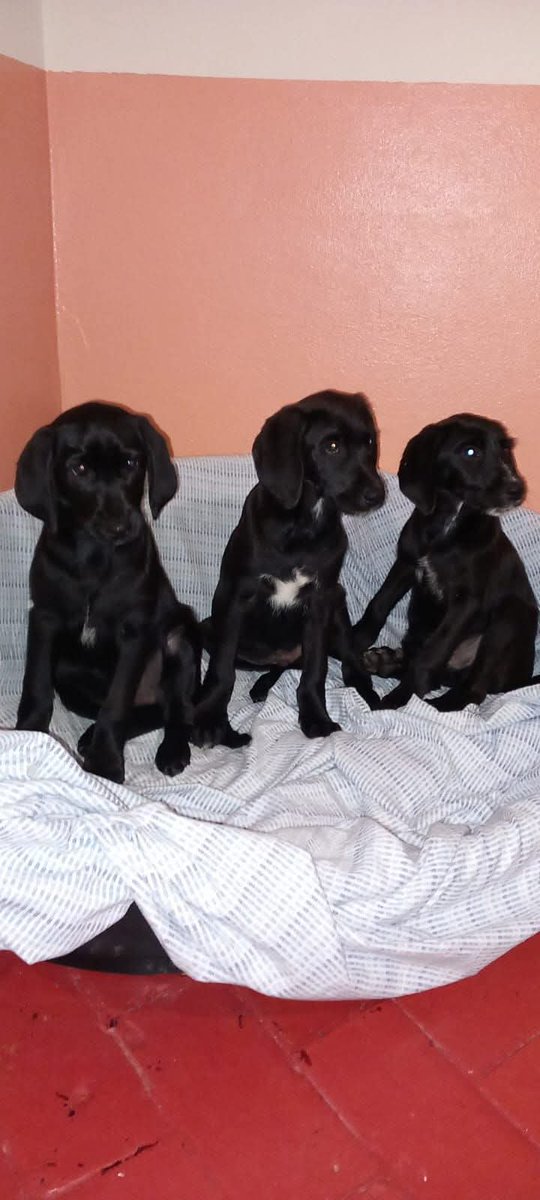 I TRE MOSCHETTIERI 😁Maschietti cercano adozione nati il 26 ottobre saranno una futura taglia media Visibili in provincia di Mantova 3282773563