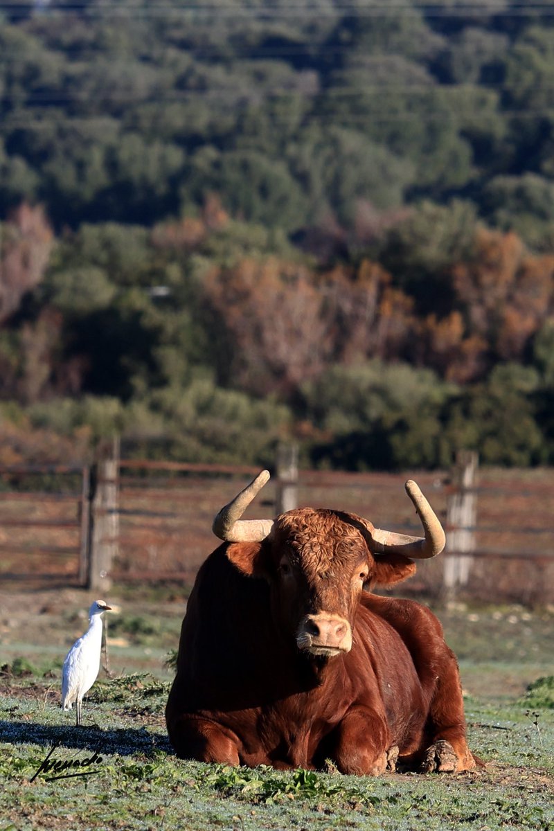 torrealta_'s tweet photo. Las aves son las únicas con valor para quitarle comida a los toros.
La riqueza del ecosistema de la dehesa, en fotos. https://t.co/7Evcd10pSr