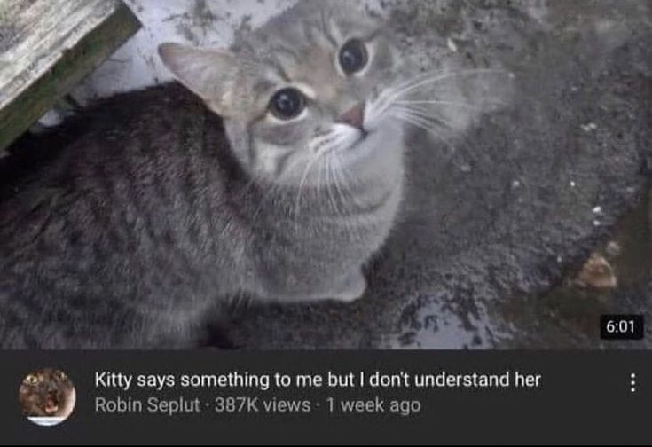 smol silly cat (@catsillyness) on Twitter photo 