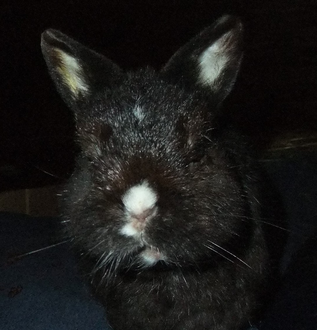 trabbitsan's tweet image. Hi, everyone.

It's bunny SOS time.
If possible, can you please help the buns with their veterinary appointments.
There's 12 here at the sanctuary who now need treatment.
From teeth corrections, x-rays and complete examinations, to vaccinations, eye treatment and halting…