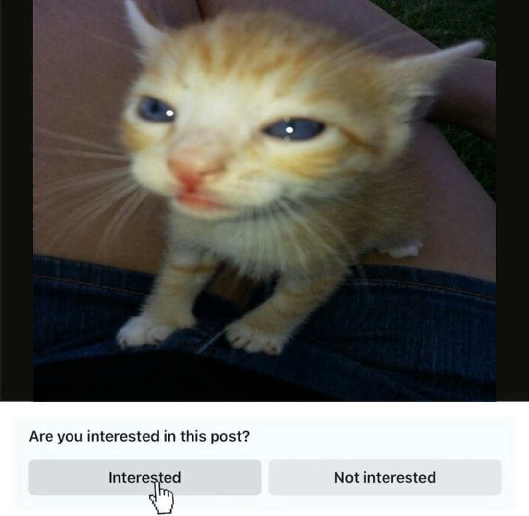 Catsillyness's tweet image. 