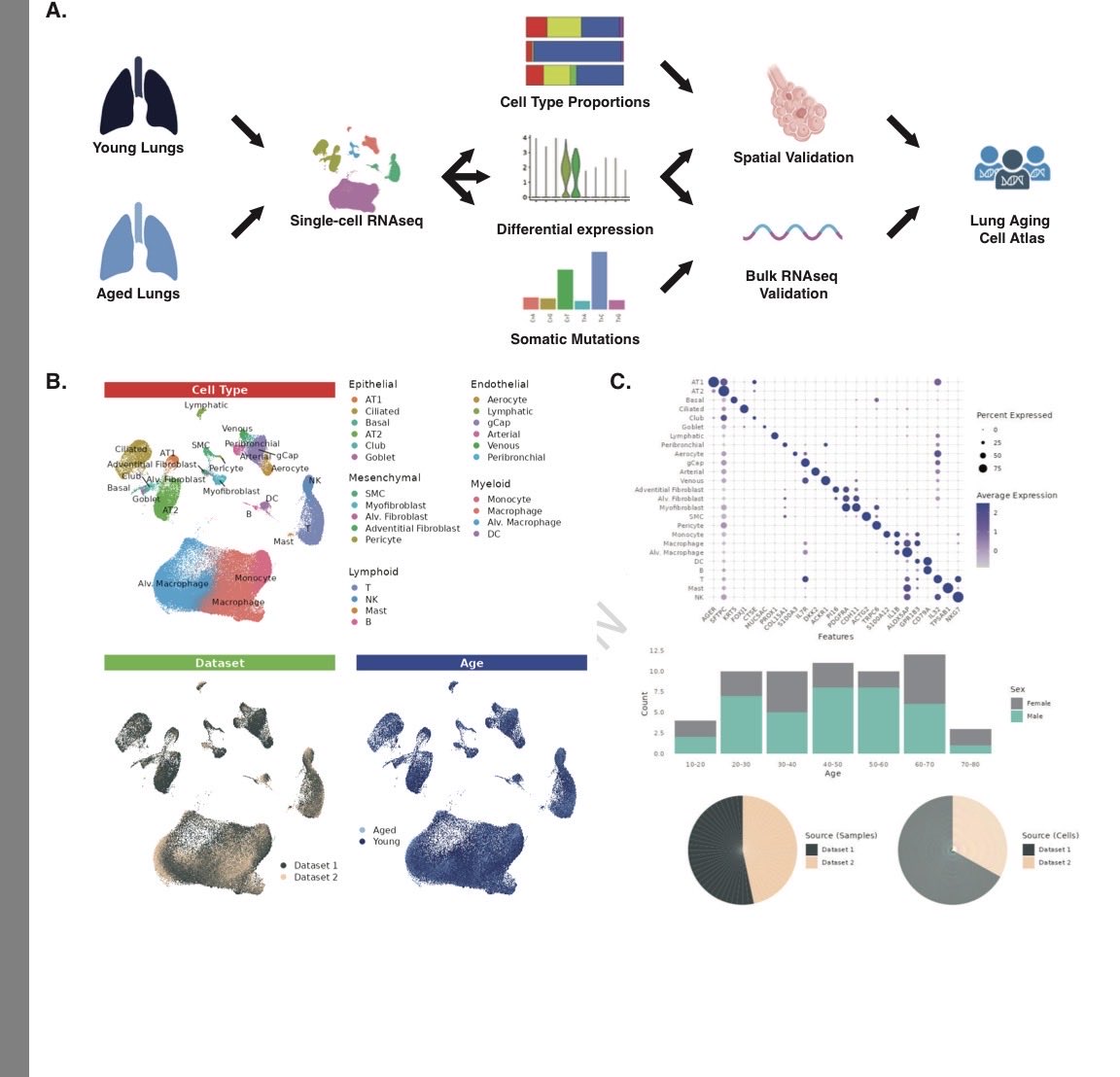 KaminskiMed's tweet image. The Normal Aging Lung Single Cell Atlas is finally out!!! Lung aging is cell-type  dyssynchronous, with alveolar epithelial &amp;amp; endothelial cells showing ⬆️ changes in gene expression, somatic mutations burden, transcriptional entropy. 
👏🏼 @ruben_deman 👏🏼
nature.com/articles/s4146…...