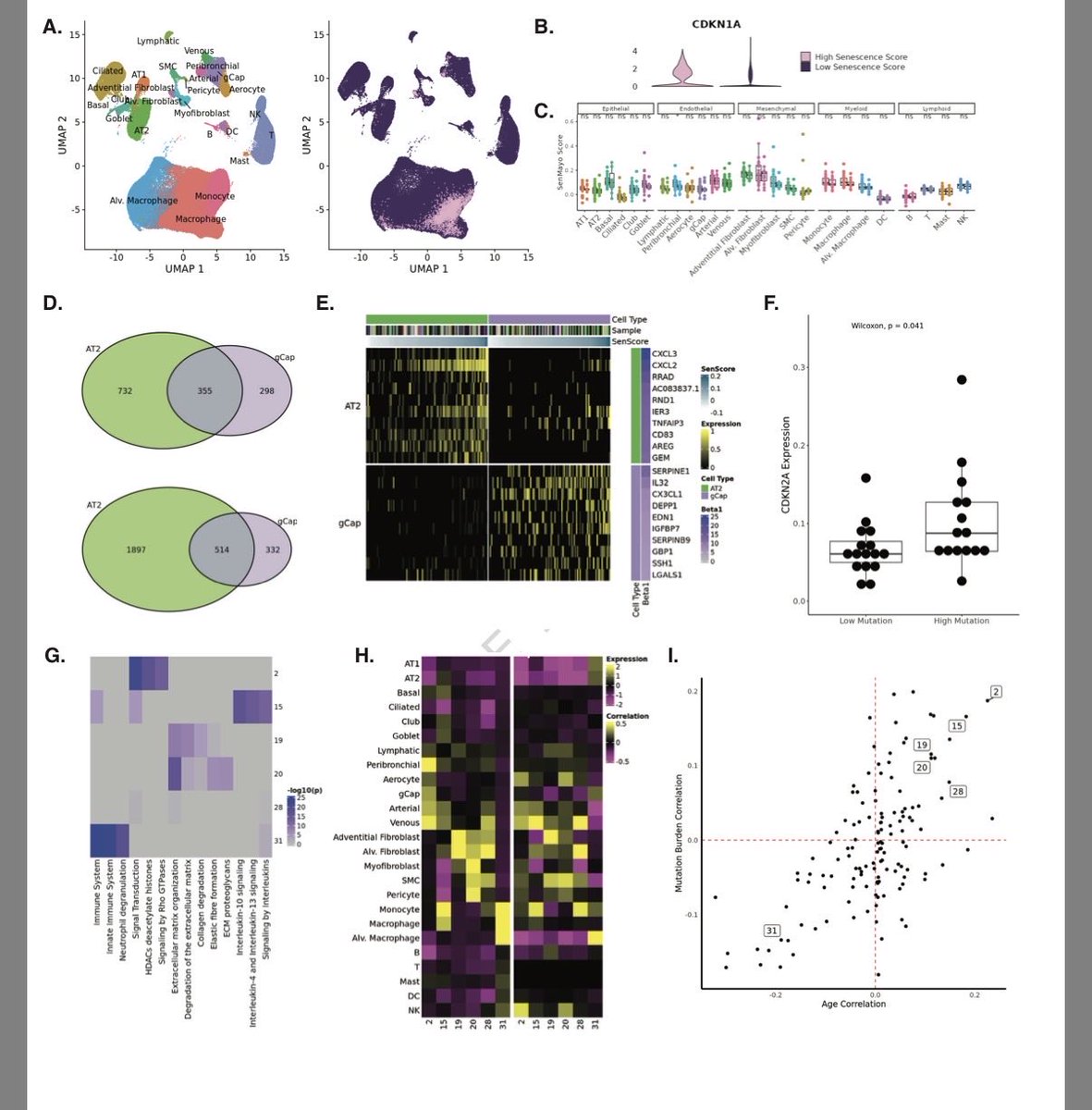 KaminskiMed's tweet image. The Normal Aging Lung Single Cell Atlas is finally out!!! Lung aging is cell-type  dyssynchronous, with alveolar epithelial &amp;amp; endothelial cells showing ⬆️ changes in gene expression, somatic mutations burden, transcriptional entropy. 
👏🏼 @ruben_deman 👏🏼
nature.com/articles/s4146…...