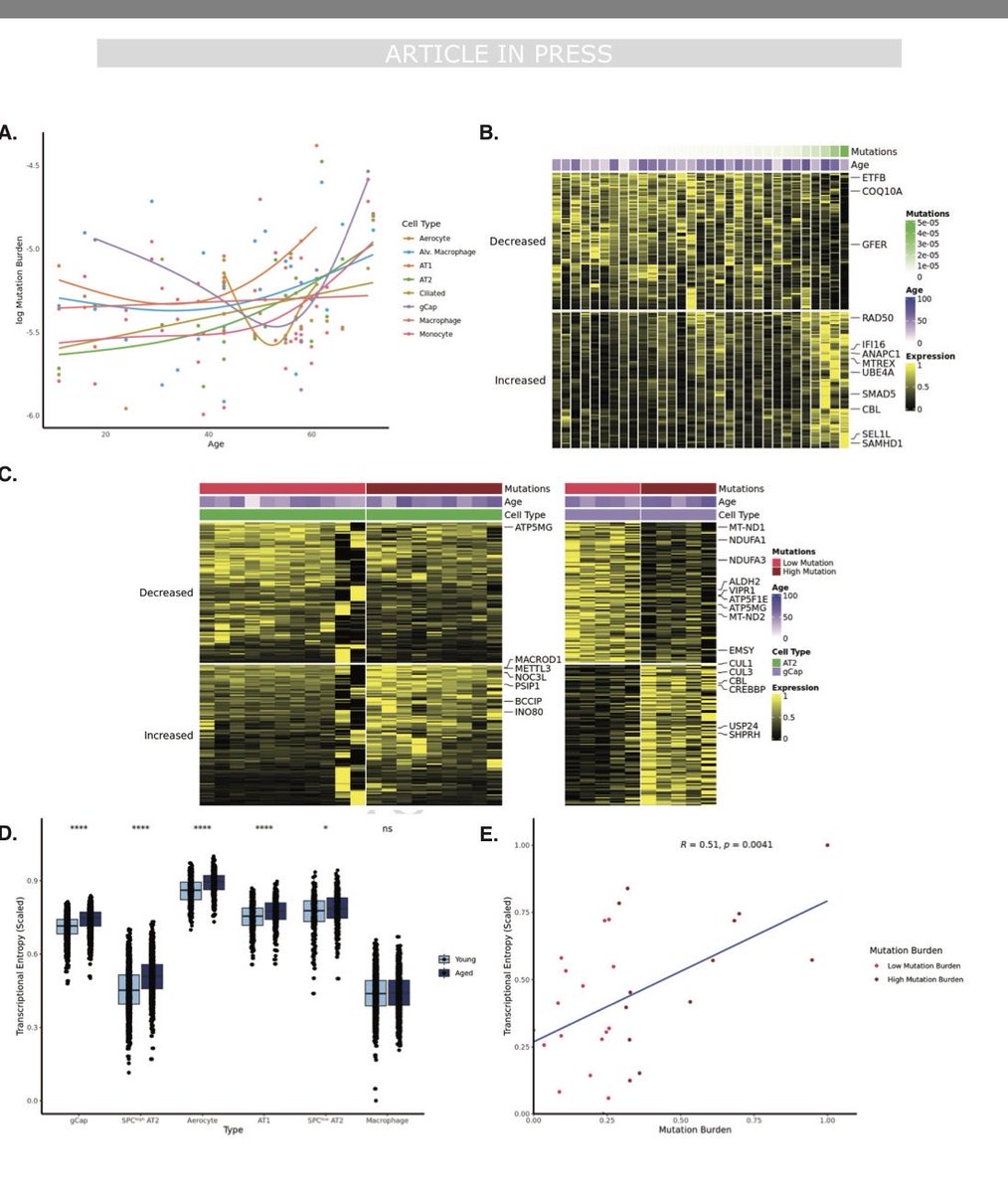 KaminskiMed's tweet image. The Normal Aging Lung Single Cell Atlas is finally out!!! Lung aging is cell-type  dyssynchronous, with alveolar epithelial &amp;amp; endothelial cells showing ⬆️ changes in gene expression, somatic mutations burden, transcriptional entropy. 
👏🏼 @ruben_deman 👏🏼
nature.com/articles/s4146…...