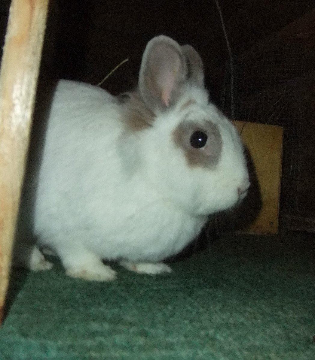 trabbitsan's tweet image. Hi, everyone.

It's bunny SOS time.
If possible, can you please help the buns with their veterinary appointments.
There's 12 here at the sanctuary who now need treatment.
From teeth corrections, x-rays and complete examinations, to vaccinations, eye treatment and halting…