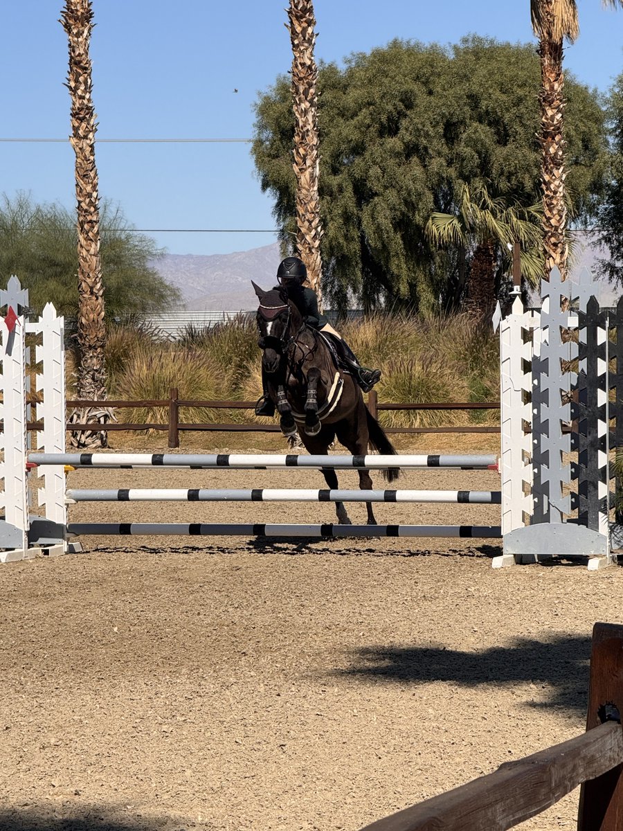 This talented 14.2-hand large pony combines athleticism, rideability, and genuine heart with a consistently excellent temperament. She is a proven competitor at multiple levels of hunter and jumper competition, bringing both polish and reliability to… dlvr.it/TQYZg5