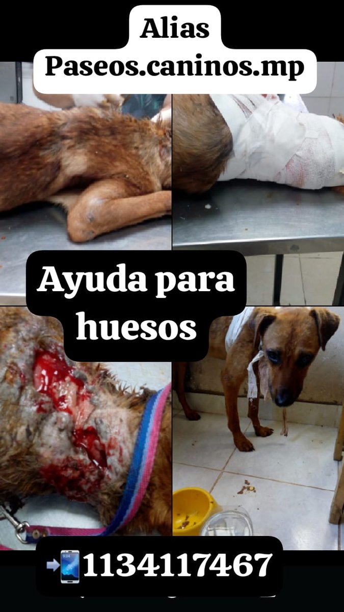 NECESITA AYUDA URGENTE #mascotasperdidas #adoptanocompres #adopcionesresponsables #adopcion #adopta #ayudarsalvavidas #ayuda #buenosaires #live #teenperros #love #viral #reels #yopiensopositivo #perros #mascotas