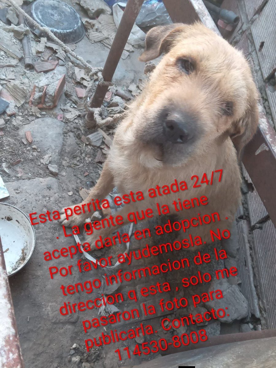 #mascotasperdidas #adoptanocompres #adopcionesresponsables #adopcion #adopta #ayudarsalvavidas #ayuda #buenosaires #live #teenperros #love #viral #reels #yopienso positivo #perros #mascotas