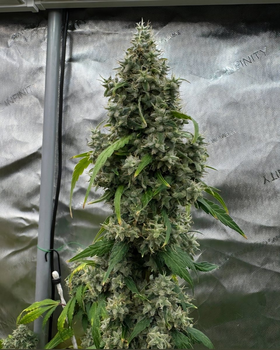Coming Feb. 6th! 🔥🔥🔥

Romdog (F1) feminized
(Chem x Romulan)

Original 1991 Greg K. Cut of Chemdog was used. Not Chem D, not Chem Sis, not Chem 4.. but Chemdog. 😉👌

Grown and photographed by one of our official testers:
<a href="/ADK_SynganiX/">Xolo</a> 

Romdog is a powerful cultivar not