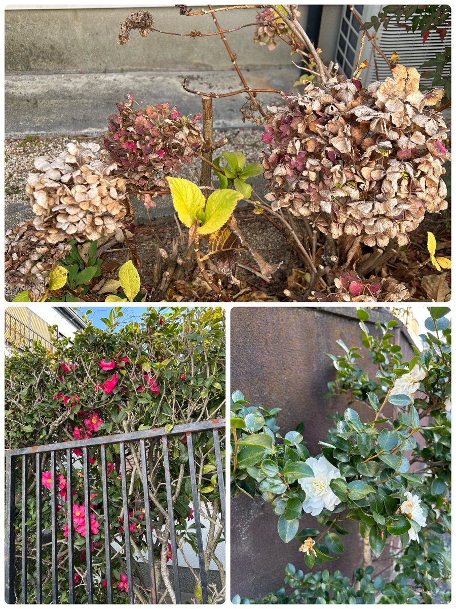 寒くても綺麗に咲いてる 寒椿🌺
天然に出来た 紫陽花のドライフラワー
お花って凄いなぁ〜って思いました😄