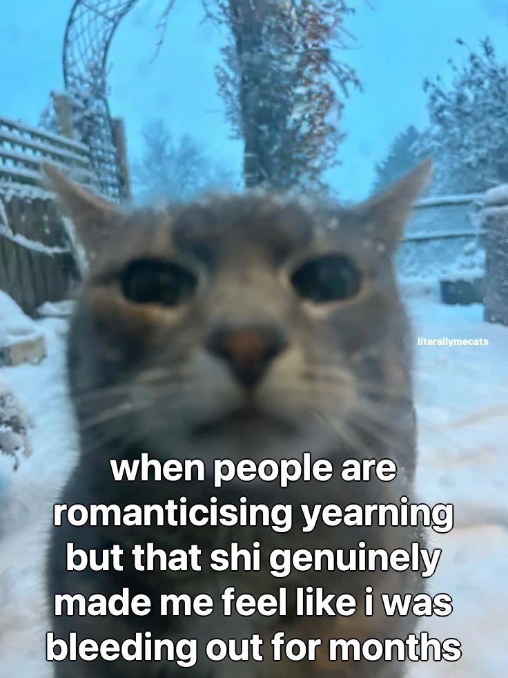 LiterallyMeCats (@literallymecats) on Twitter photo 