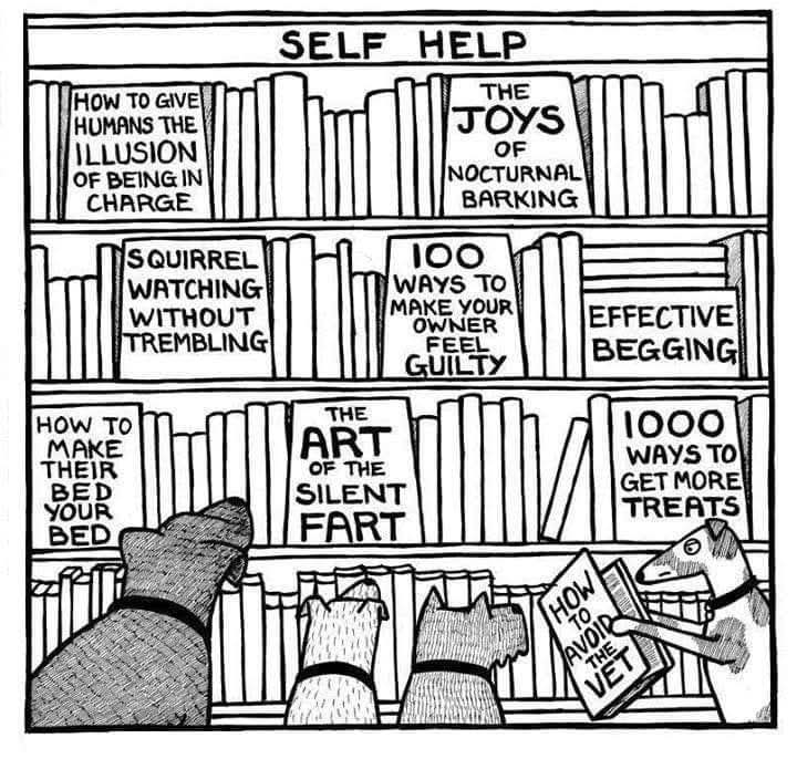 Dáire recommends the second shelf from bottom 😂
#AdoptDontShop #rescueismyfavouritebreed