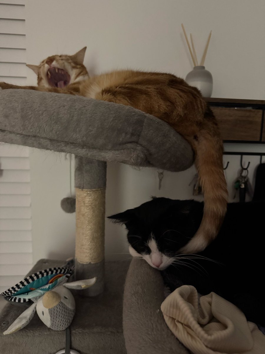 Fred The Cat tweet media