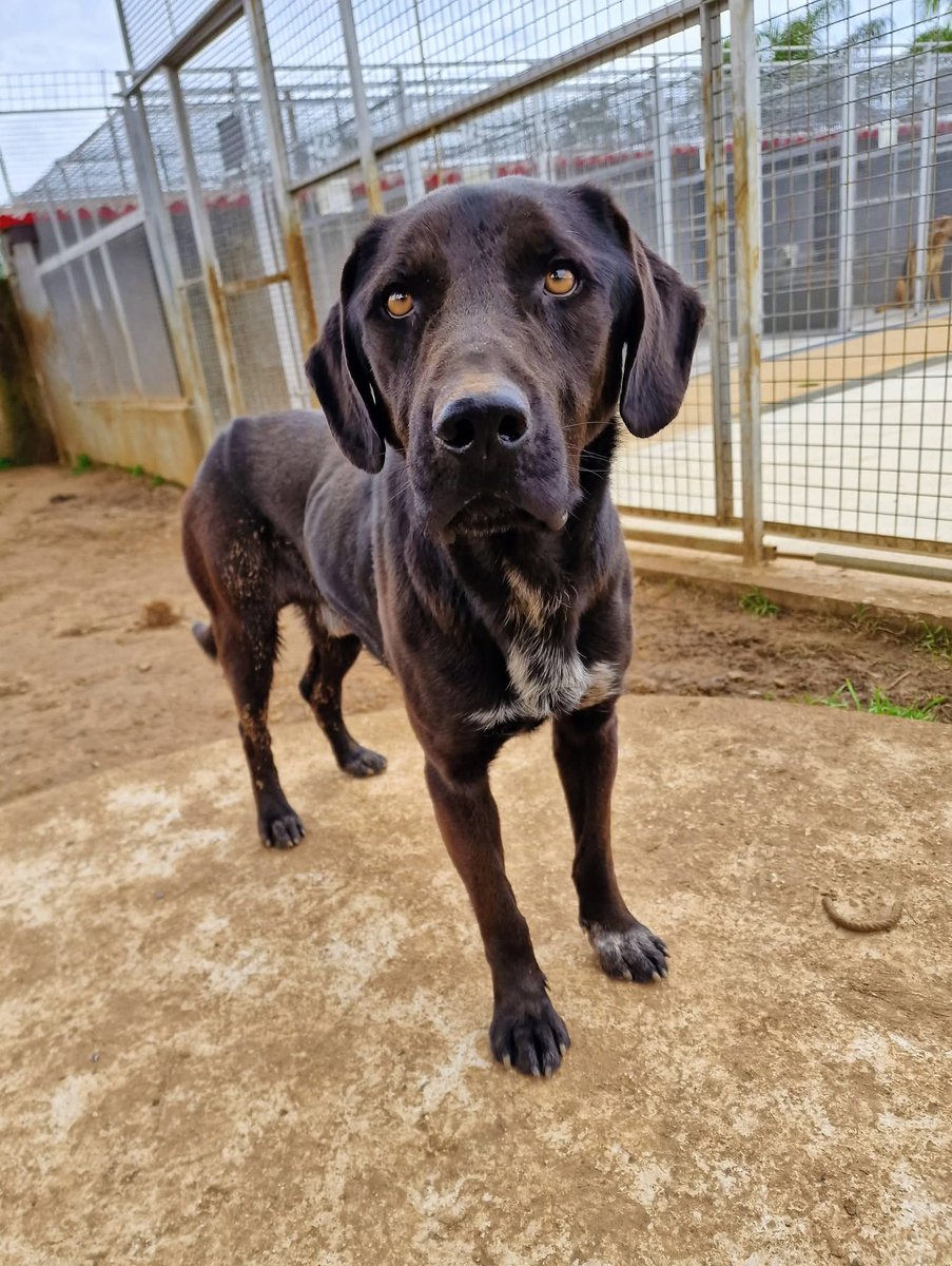 Carini(Pa)FALCO gli abbiamo
dato questo nome per via dei suoi occhi,lo sguardo intenso di un cane fiero ma che nasconde una profonda tristezza,è un cane che vuole imparare e ha bisogno di approcciarsi con l'uomo,riacquistarne fiducia e diventare il suo compagno di vita.3290297636