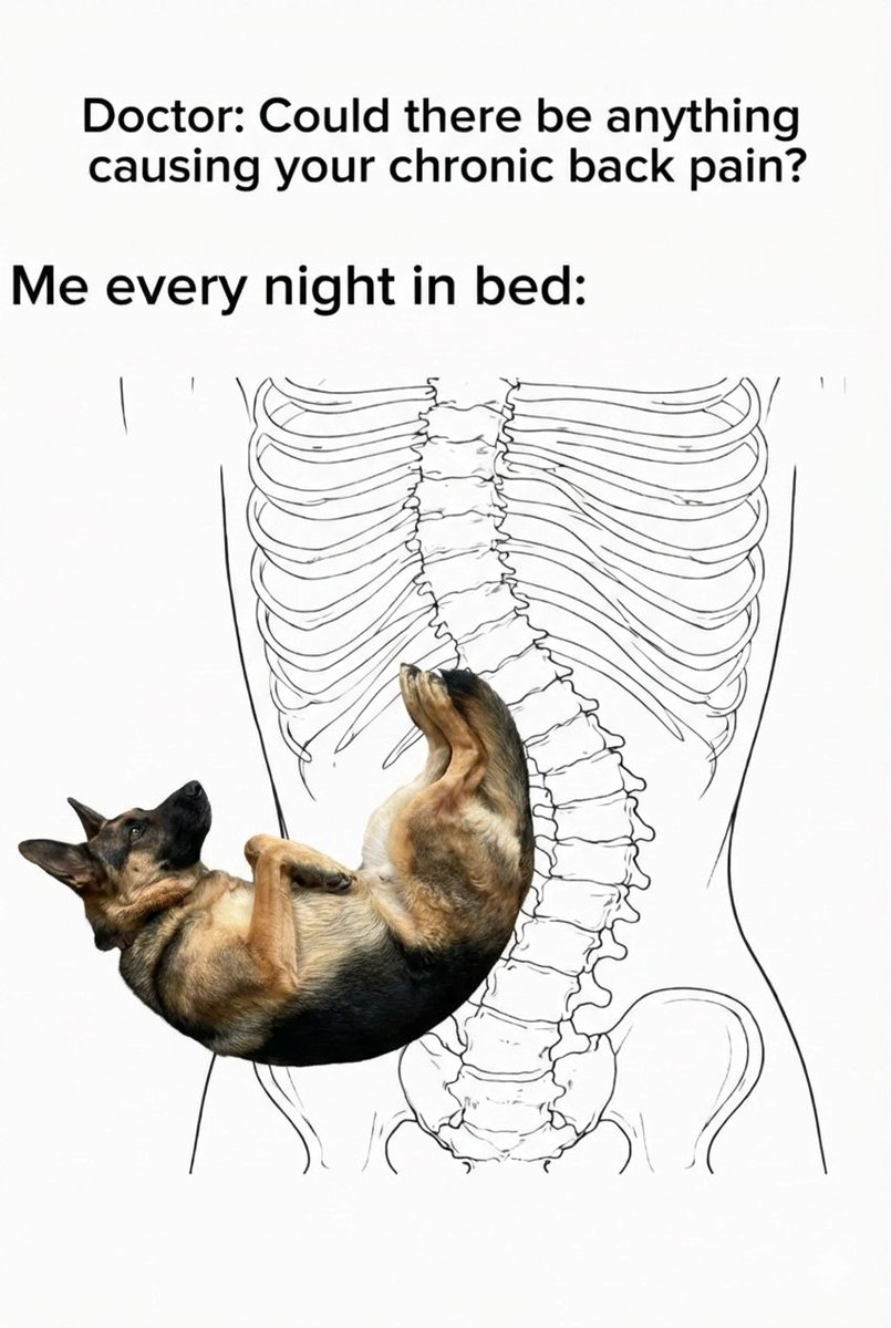JamieFairc29036's tweet photo. Me every night in bed
#Germanshepherds #ShepherdNation #GSDFamily #ShepherdPride #GSDLife #GermanShepherdusaloverrr https://t.co/o0efa3WKwn