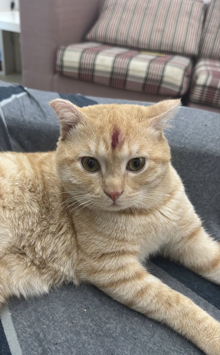 div_swizzle's tweet photo. Taylor swift cat ❤️             My cat  🩵 https://t.co/92W0DHLdrs