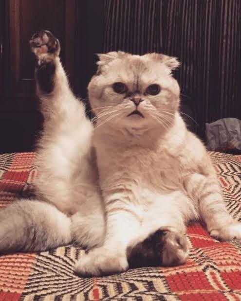 div_swizzle's tweet photo. Taylor swift cat ❤️             My cat  🩵 https://t.co/92W0DHLdrs