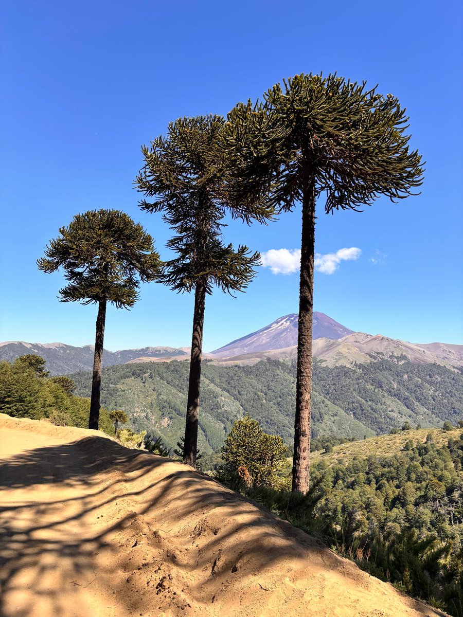 Claudia Gintersdorfer tweet media